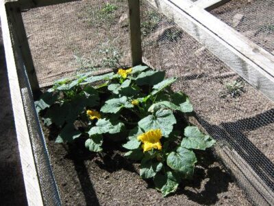Mountain Gardening And The Challenges Image